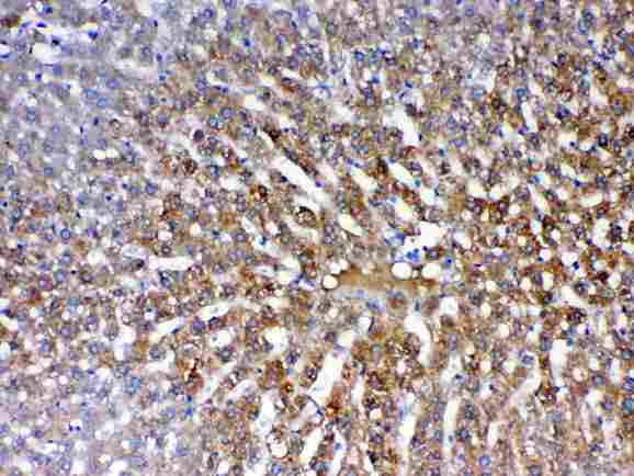 PON1 / ESA Antibody - IHC analysis of PON1 using anti-PON1 antibody. PON1 was detected in paraffin-embedded section of rat liver tissue. Heat mediated antigen retrieval was performed in citrate buffer (pH6, epitope retrieval solution) for 20 mins. The tissue section was blocked with 10% goat serum. The tissue section was then incubated with 1µg/ml rabbit anti-PON1 Antibody overnight at 4°C. Biotinylated goat anti-rabbit IgG was used as secondary antibody and incubated for 30 minutes at 37°C. The tissue section was developed using Strepavidin-Biotin-Complex (SABC) with DAB as the chromogen.