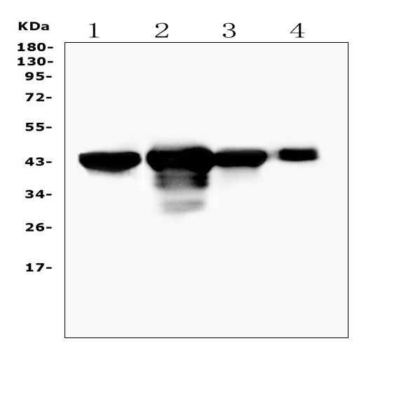 PON1 / ESA Antibody - Western blot analysis of PON1 using anti-PON1 antibody. Electrophoresis was performed on a 5-20% SDS-PAGE gel at 70V (Stacking gel) / 90V (Resolving gel) for 2-3 hours. The sample well of each lane was loaded with 50ug of sample under reducing conditions. Lane 1: rat liver tissue lysates,Lane 2: mouse Liver tissue lysates,Lane 3: mouse lung tissue lysates,Lane 4: mouse testis tissue lysates. After Electrophoresis, proteins were transferred to a Nitrocellulose membrane at 150mA for 50-90 minutes. Blocked the membrane with 5% Non-fat Milk/ TBS for 1.5 hour at RT. The membrane was incubated with rabbit anti-PON1 antigen affinity purified polyclonal antibody at 0.5 µg/mL overnight at 4°C, then washed with TBS-0.1% Tween 3 times with 5 minutes each and probed with a goat anti-rabbit IgG-HRP secondary antibody at a dilution of 1:10000 for 1.5 hour at RT. The signal is developed using an Enhanced Chemiluminescent detection (ECL) kit with Tanon 5200 system. A specific band was detected for PON1 at approximately 43KD. The expected band size for PON1 is at 40KD.