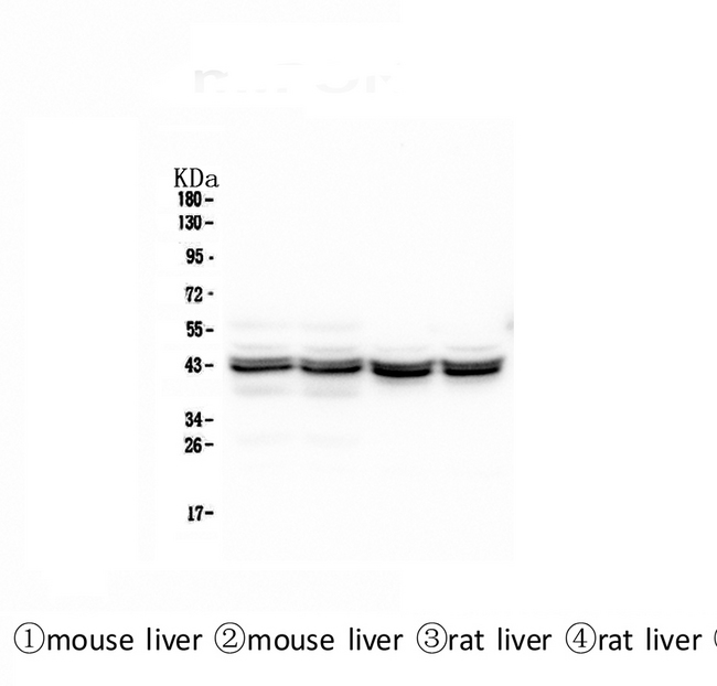 PON1 / ESA Antibody - Western blot analysis of PON1 using anti-PON1 antibody. Electrophoresis was performed on a 5-20% SDS-PAGE gel at 70V (Stacking gel) / 90V (Resolving gel) for 2-3 hours. The sample well of each lane was loaded with 50ug of sample under reducing conditions. Lane 1: mouse liver tissue lysates, Lane 2: mouse liver tissue lysates, Lane 3: rat liver tissue lysates, Lane 4: rat liver tissue lysates. After Electrophoresis, proteins were transferred to a Nitrocellulose membrane at 150mA for 50-90 minutes. Blocked the membrane with 5% Non-fat Milk/ TBS for 1.5 hour at RT. The membrane was incubated with mouse anti-PON1 antigen affinity purified monoclonal antibody at 0.5 µg/mL overnight at 4°C, then washed with TBS-0.1% Tween 3 times with 5 minutes each and probed with a Biotin Conjugated goat anti-mouse IgG secondary antibody at a dilution of 1:10000 for 1.5 hour at RT. The signal is developed using an Enhanced Chemiluminescent detection (ECL) kit with Tanon 5200 system.