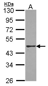 PON2 Antibody - Sample (30 ug of whole cell lysate). A: A431 . 10% SDS PAGE. PON2 antibody. PON2 antibody diluted at 1:1000.