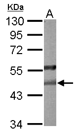 PON2 Antibody - Sample (50 ug of whole cell lysate). A: mouse liver. 10% SDS PAGE. PON2 antibody diluted at 1:1000.