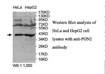 PON2 Antibody