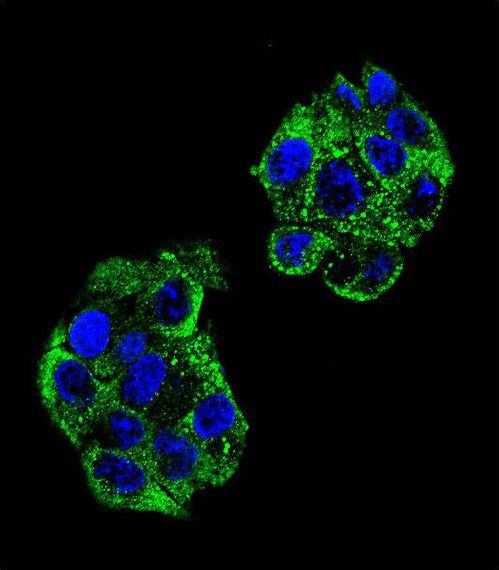 PON2 Antibody - Confocal immunofluorescence of PON2 Antibody with HepG2 cell followed by Alexa Fluor 488-conjugated goat anti-rabbit lgG (green). DAPI was used to stain the cell nuclear (blue).