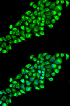 PON2 Antibody - Immunofluorescence analysis of HeLa cells using PON2 antibody. Blue: DAPI for nuclear staining.