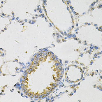 PON2 Antibody - Immunohistochemistry of paraffin-embedded rat lung using PON2 Antibody at dilution of 1:100 (40x lens).
