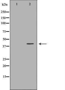 PON2 Antibody - Western blot analysis of HeLa whole cells lysates using PON2 antibody. The lane on the left is treated with the antigen-specific peptide.
