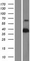 PON2 Protein - Western validation with an anti-DDK antibody * L: Control HEK293 lysate R: Over-expression lysate