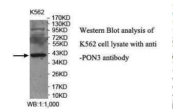 PON3 Antibody