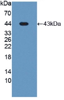 PON3 Antibody - Western Blot; Sample: Recombinant PON3, Human.