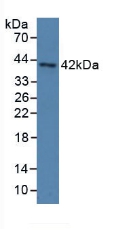 PON3 Antibody - Western Blot; Sample: Human Serum.