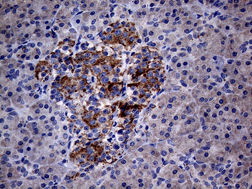 PON3 Antibody - Immunohistochemical staining of paraffin-embedded Human pancreas tissue within the normal limits using anti-PON3 mouse monoclonal antibody. (Heat-induced epitope retrieval by 1mM EDTA in 10mM Tris buffer. (pH8.5) at 120°C for 3 min. (1:2000)