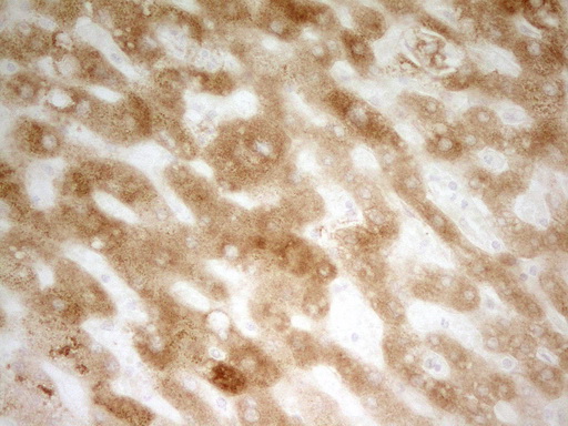 PON3 Antibody - Immunohistochemical staining of paraffin-embedded Human liver tissue within the normal limits using anti-PON3 mouse monoclonal antibody. (Heat-induced epitope retrieval by 1 mM EDTA in 10mM Tris, pH8.5, 120C for 3min,