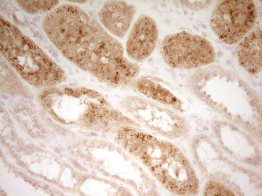 PON3 Antibody - IHC of paraffin-embedded Human Kidney tissue using anti-PON3 mouse monoclonal antibody. (Heat-induced epitope retrieval by 1 mM EDTA in 10mM Tris, pH8.5, 120°C for 3min).