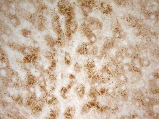 PON3 Antibody - IHC of paraffin-embedded Human liver tissue using anti-PON3 mouse monoclonal antibody. (Heat-induced epitope retrieval by 1 mM EDTA in 10mM Tris, pH8.5, 120°C for 3min).