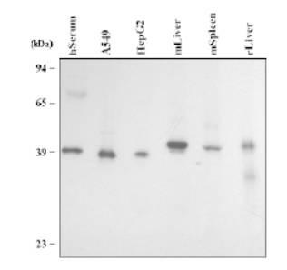 PON3 Antibody - Western analysis of Lysates from human Serum, human A549 and HepG2 cells, mouse liver and spleen tissue and rat liver tissue