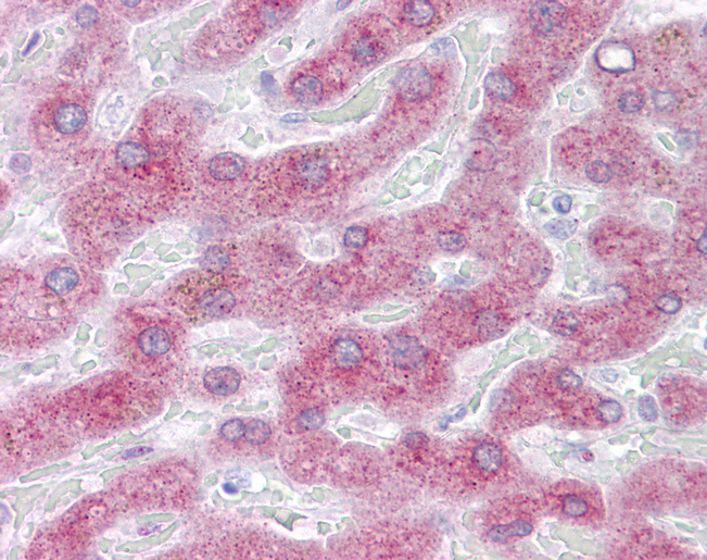 PON3 Antibody - Anti-PON3 antibody IHC of human liver. Immunohistochemistry of formalin-fixed, paraffin-embedded tissue after heat-induced antigen retrieval. Antibody concentration 5 ug/ml.  This image was taken for the unconjugated form of this product. Other forms have not been tested.