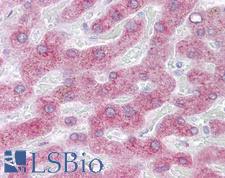 PON3 Antibody - Anti-PON3 antibody IHC of human liver. Immunohistochemistry of formalin-fixed, paraffin-embedded tissue after heat-induced antigen retrieval. Antibody concentration 5 ug/ml.  This image was taken for the unconjugated form of this product. Other forms have not been tested.