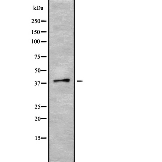 PON3 Antibody - Western blot analysis of PON3 using LOVO cells whole cells lysates