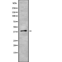 PON3 Antibody - Western blot analysis of PON3 using LOVO cells whole cells lysates