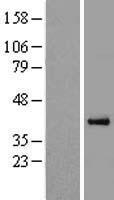PON3 Protein - Western validation with an anti-DDK antibody * L: Control HEK293 lysate R: Over-expression lysate