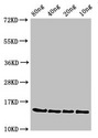 ponA Antibody - Western Blot Positive WB detected in Recombinant protein All Lanes:ponA antibody at 3µg/ml Secondary Goat polyclonal to rabbit IgG at 1/50000 dilution Predicted band size: 15 kDa Observed band size: 15 kDa
