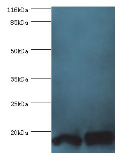 POP7 Antibody - Western blot. All lanes: POP7 antibody at 10 ug/ml. Lane 1: HeLa whole cell lysate. Lane 2: HepG2 whole cell lysate. Secondary antibody: Goat polyclonal to rabbit at 1:10000 dilution. Predicted band size: 16 kDa. Observed band size: 16 kDa.