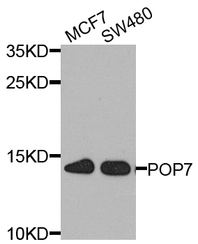 POP7 Antibody - Western blot analysis of extract of various cells.