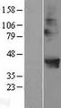 POPDC2 Protein - Western validation with an anti-DDK antibody * L: Control HEK293 lysate R: Over-expression lysate