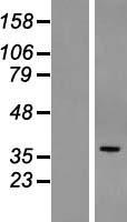 POPDC3 Protein - Western validation with an anti-DDK antibody * L: Control HEK293 lysate R: Over-expression lysate