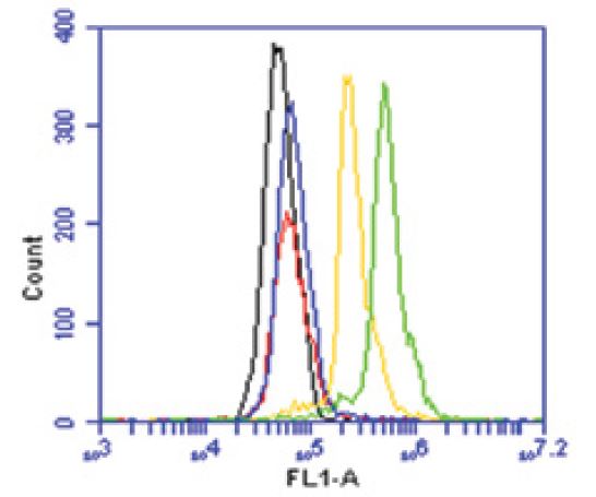 PORCN Antibody - Flow cytometry of HeLa cells with PORCN antibody. Yellow: 5 ug/ml, Green: 10 ug/ml, Blue: Normal rabbit IgG-FITC, Red: Goat anti-rabbit IgG FITC (1:200).