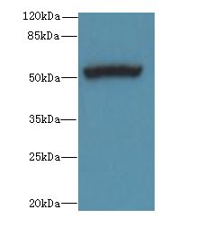PORCN Antibody - Western blot. All lanes: PORCN antibody at 3 ug/ml+ Mouse thymus tissue Goat polyclonal to rabbit at 1:10000 dilution. Predicted band size: 52 kDa. Observed band size: 52 kDa.