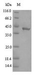 Gingipain R2 Protein - (Tris-Glycine gel) Discontinuous SDS-PAGE (reduced) with 5% enrichment gel and 15% separation gel.