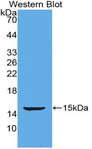 POSTN / Periostin Antibody - Western blot of recombinant POSTN / Periostin.  This image was taken for the unconjugated form of this product. Other forms have not been tested.