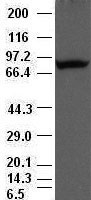 POSTN / Periostin Antibody - Periostin antibody (47) at 1:500 dilution + lysate from HeLa cells transfected with human periostin gene expression vector.