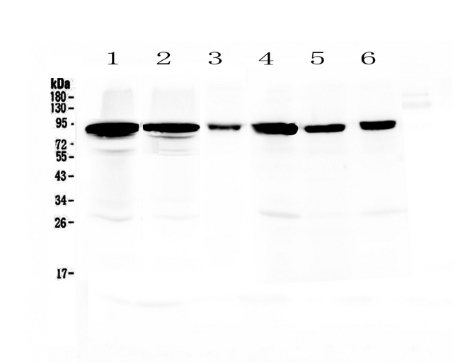 POSTN / Periostin Antibody - Western blot - Anti-Periostin Picoband Antibody