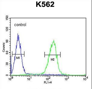 POTEE Antibody - POTEE Antibody flow cytometry of K562 cells (right histogram) compared to a negative control cell (left histogram). FITC-conjugated goat-anti-rabbit secondary antibodies were used for the analysis.