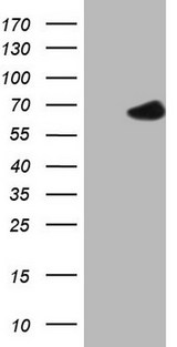 POTEG Antibody - HEK293T cells were transfected with the pCMV6-ENTRY control. (Left lane) or pCMV6-ENTRY POTEG. (Right lane) cDNA for 48 hrs and lysed. Equivalent amounts of cell lysates. (5 ug per lane) were separated by SDS-PAGE and immunoblotted with anti-POTEG. (1:2000)