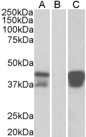 POU2AF1 / BOB1 Antibody - HEK293 lysate (10ug protein in RIPA buffer) overexpressing Human BOB1 with DYKDDDDK tag probed with (1ug/ml) in Lane A and probed with anti- DYKDDDDK Tag (1/3000) in lane C. Mock-transfected HEK293 probed (1mg/ml) in Lane B. Primary inc