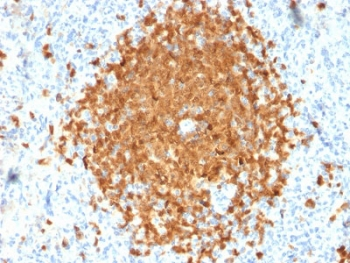 POU2AF1 / BOB1 Antibody - IHC testing of FFPE human spleen with BOB-1 antibody (clone BOB1/2424). HIER: boil tissue sections in pH6, 10mM citrate buffer, for 10-20 min followed by cooling at RT for 20 min.