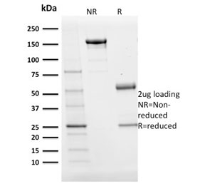 POU2AF1 / BOB1 Antibody - SDS-PAGE analysis of purified, BSA-free BOB-1 antibody (clone BOB1/2424) as confirmation of integrity and purity.