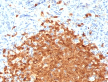 POU2AF1 / BOB1 Antibody - IHC testing of FFPE human spleen with BOB-1 antibody (clone PD2AF1-1). HIER: boil tissue sections in pH6, 10mM citrate buffer, for 10-20 min followed by cooling at RT for 20 min.