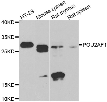 POU2AF1 / BOB1 Antibody - Western blot analysis of extracts of various cell lines.