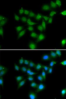 POU2AF1 / BOB1 Antibody - Immunofluorescence analysis of HeLa cells.