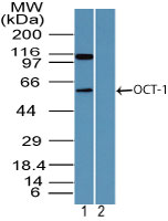 POU2F1 / OCT1 Antibody - Western blot of OCT-1 in human HL60 cell lysate using Peptide-affinity Purified Polyclonal Antibody toOCTL1/OCT-1 at 4 ug/ml.