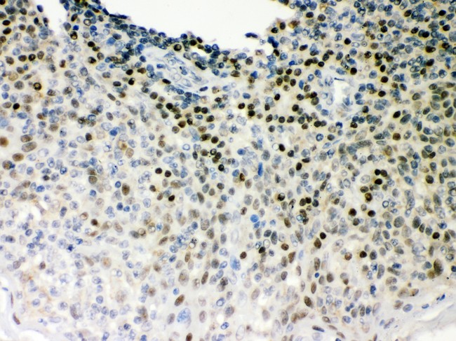 POU2F1 / OCT1 Antibody - Oct-1 antibody IHC-paraffin: Human Tonsil Tissue.