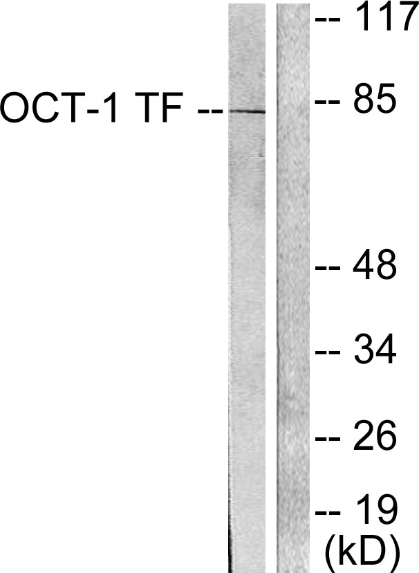POU2F1 / OCT1 Antibody - Western blot analysis of lysates from HeLa cells, using OCT1 Antibody. The lane on the right is blocked with the synthesized peptide.