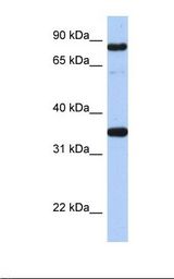 POU2F1 / OCT1 Antibody - Transfected 293T cell lysate. Antibody concentration: 1.0 ug/ml. Gel concentration: 12%.  This image was taken for the unconjugated form of this product. Other forms have not been tested.