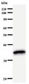 POU2F1 / OCT1 Antibody - Western blot of immunized recombinant protein using POU2F1 antibody.