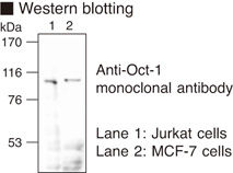 POU2F1 / OCT1 Antibody