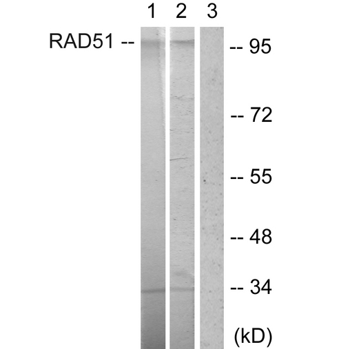 POU2F1 / OCT1 Antibody - Western blot analysis of lysates from HepG2 cells, using POU2F1/OCT1 Antibody. The lane on the right is blocked with the synthesized peptide.